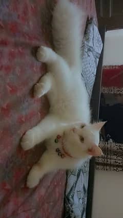 Male White Persian cat