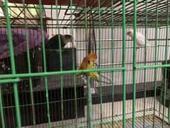 Love birds