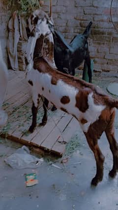 Goats