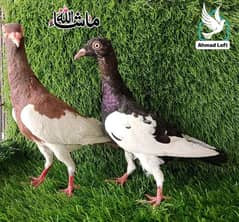 Magpie Israeli Pair Top Quality For Sale