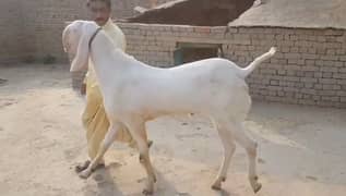 desi bakra for sale 03241603852