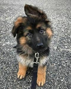 German shepherd puppies long coat my WhatsApp number 03001868066