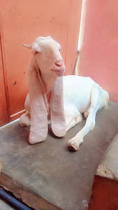 gulabi goat