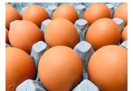 lohman brown fertile eggs
