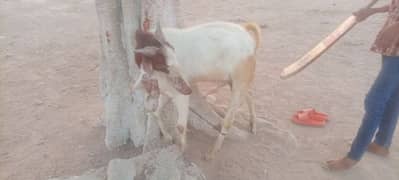 13 month bakra. khasi. ( chabi wala) . ghr ka pala howa