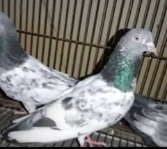Golden kabutar for sale purity Ma