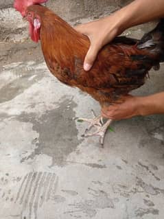 Golden Misri Hen