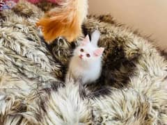 Cute & Healthy Kittens for Sale – Home Raised | 0327-2663641