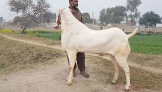 Rajanpuri Bakra. 03433066498