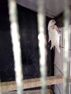 love birds albino black eyes