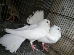 Beautiful lakka kabutar available hai