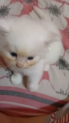 male kitten