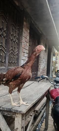 1 female aseel with six chicks for sell