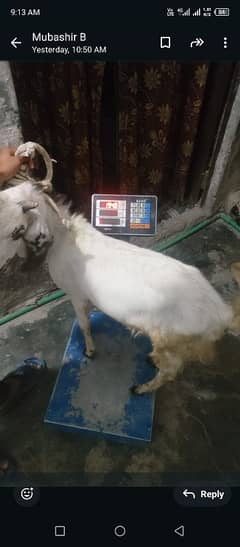 Bakra