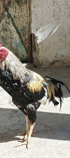 Jawa aseel with female or  chick's