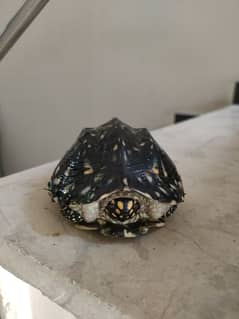 2 turtles for sale black spotted and northern river aquatic