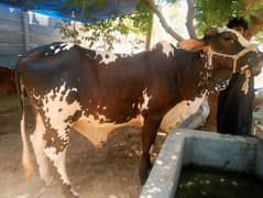 qurbani