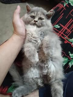 Female kitten Long Hair