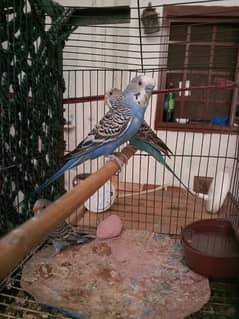 Australia parrots breeder pairs for sale or exchange possible cocktail