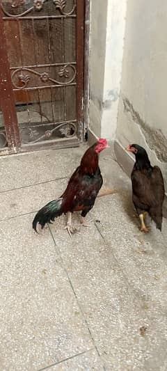 Pair , Aseel
