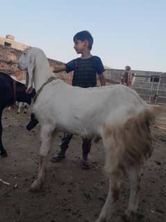 Qurbani
