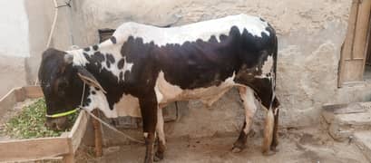 Cow