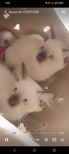 Siamese kittens pair male and female  pure original breed