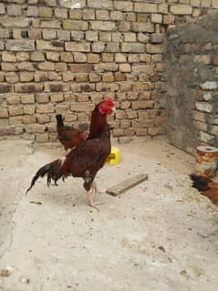 Aseel