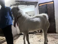 Gulabi Breeder bakra