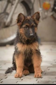 German
