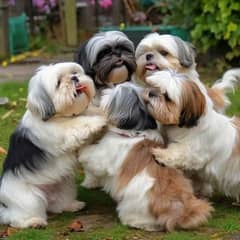 Shihtzu Female / Shihtzu Male Puppy /Shihtzu