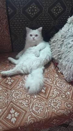 persian cute cat