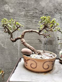 Jade