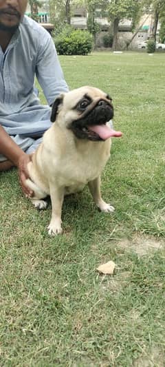 pug dog |pedigree pug dog |pug breeder female |puppy