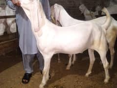 گلابی نکرا