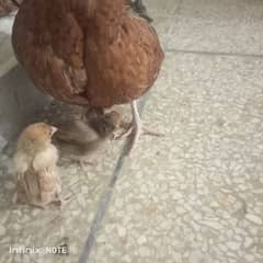 one pair and crock hen