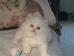 Persian Baby Kitten