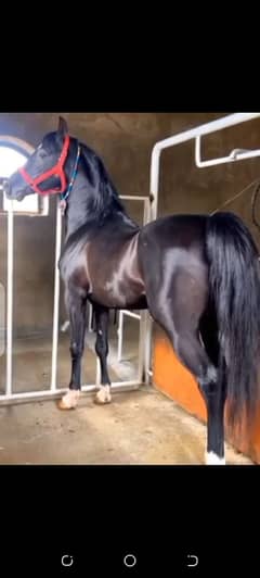 Horse / گھوڑا / Ghora / Desi Horse For Sale