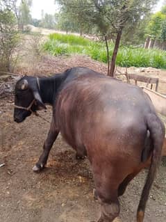 johtii for sale