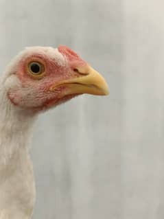 White Aseel Heera for sale