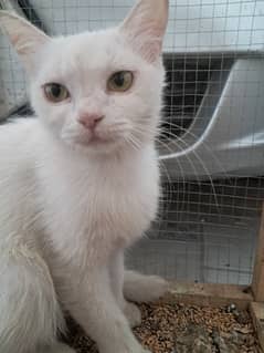 Age 1 vaccinated cat litter trained urgent for sale