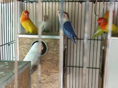 Lovebird and Australian  breader pair for sale on a reasonable price