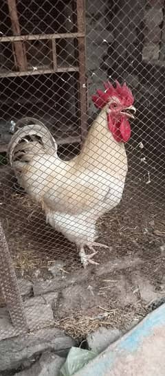 golden buff female+white buff male