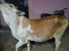 دو دانت بچھڑی انتہائی خوبصورت اور جاندار