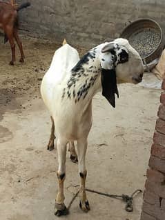 full heavy weight bakra 0310/47/76/57/7