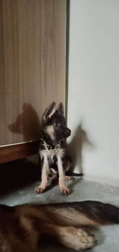 German shepherd puppies Double Coatmy WhatsApp number 0331 9289880