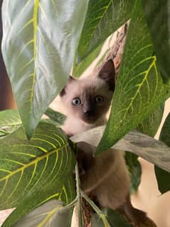 home pet