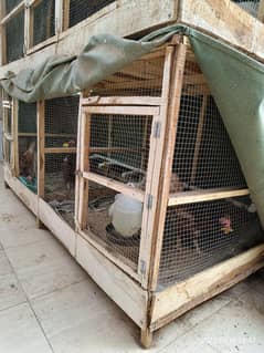 hens