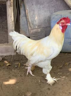 golden & white buff for sal. . Male