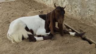 qurbani